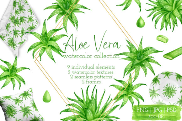 Aloe Vera Watercolor Succulent Clipart and Illustrations