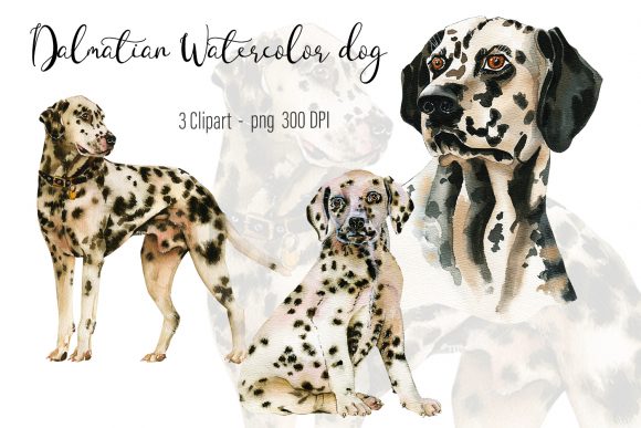 Dalmatian Watercolor Dog Clipart and Illustrations