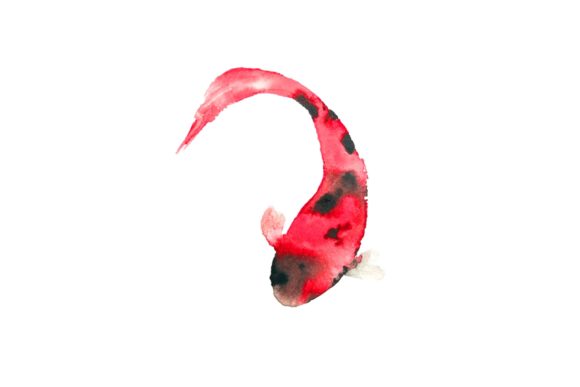 Watercolor Fish with White Background Illustrations