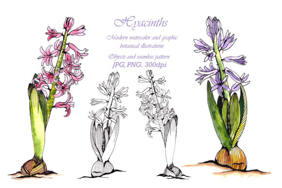 Watercolor Hyacinth Clip Art and Illustrations