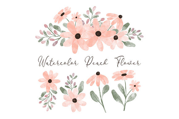 Watercolor Peach Petal Flower Element and Illustrations