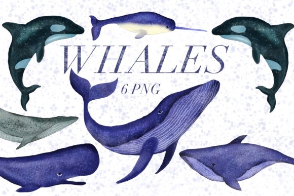 Watercolor Whale, Narwhal Illustrations